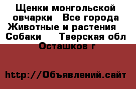 Щенки монгольской овчарки - Все города Животные и растения » Собаки   . Тверская обл.,Осташков г.